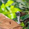 summit-rainforest-resort-panama-monkey-mono