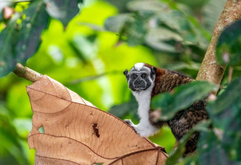 summit-rainforest-resort-panama-monkey-mono